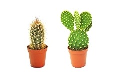 cactus, succulent plant